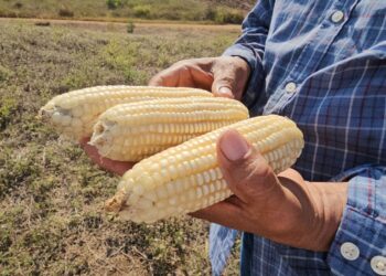 Semilla artesanal de maíz blanco beneficiosa para la agricultura en Suchitepéquez