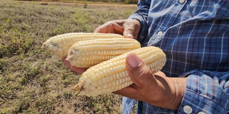 Semilla artesanal de maíz blanco beneficiosa para la agricultura en Suchitepéquez