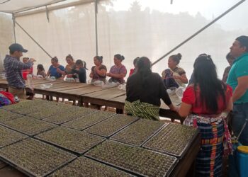 Siembran hortalizas en estructuras reciclables