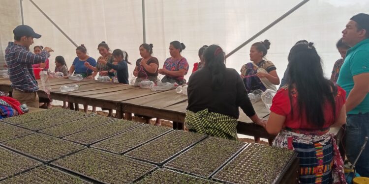 Siembran hortalizas en estructuras reciclables