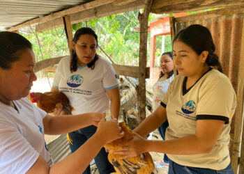 Trabajan en la prevención de enfermedades avícolas en Petén
