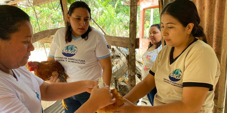 Trabajan en la prevención de enfermedades avícolas en Petén