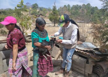 Vacunan aves en prevención de gripe aviar