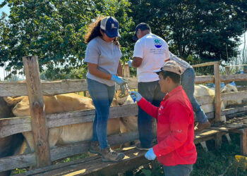 Velan por el bienestar del hato ganadero en Petén