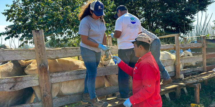 Velan por el bienestar del hato ganadero en Petén