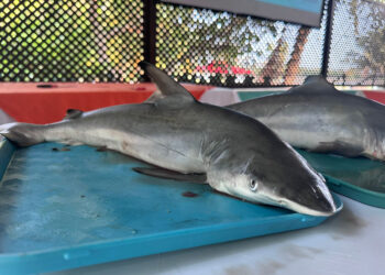 Velan por la conservación de especies marinas en Guatemala