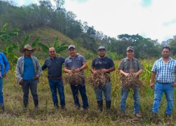 Verifican cultivos en Petén