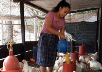 Zonia Canahuí Tolón, ejemplo de emprendimiento en la avicultura