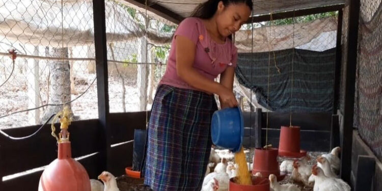 Zonia Canahuí Tolón, ejemplo de emprendimiento en la avicultura