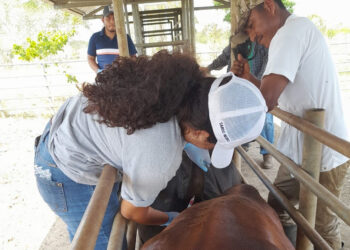 Continúan las acciones de prevención contra la rabia paralítica bovina