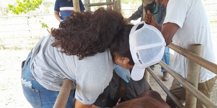 Continúan las acciones de prevención contra la rabia paralítica bovina