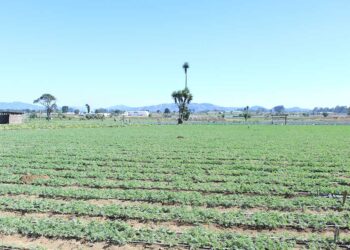 Análisis agrometeorológico: altas temperaturas y lluvias marcarán el fin de semana