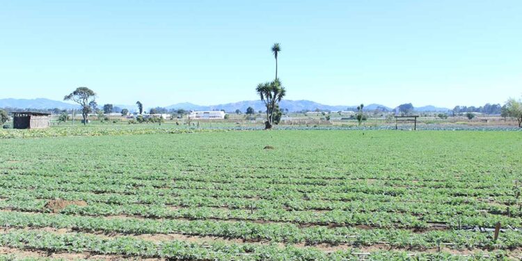 Análisis agrometeorológico: altas temperaturas y lluvias marcarán el fin de semana