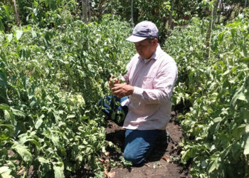 Brindan asistencia técnica e insumos a productores de tomate en Petén