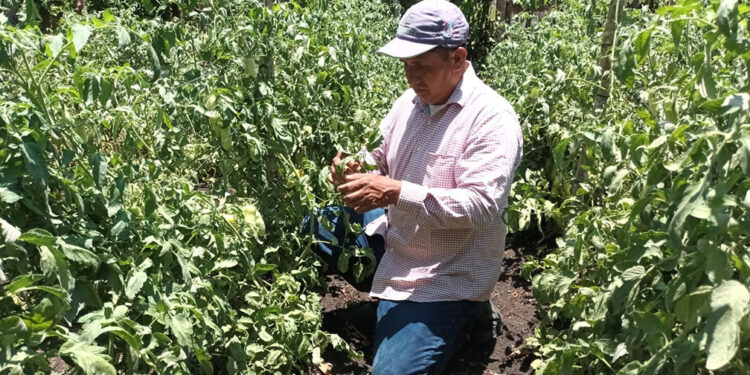 Brindan asistencia técnica e insumos a productores de tomate en Petén