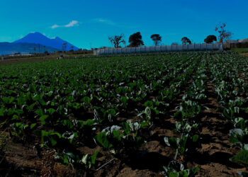 El eclipse solar y sus impactos en el sector agropecuario