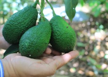 Estados Unidos concluye en mayo análisis del aguacate Hass guatemalteco