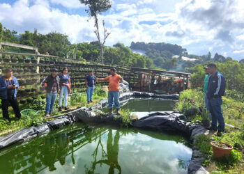 Productoras y productores porcinos exploran nuevas oportunidades con la producción de tilapia