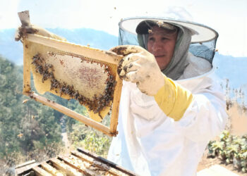 Impulsan a las y los productores de miel de Santa Catarina Palopó
