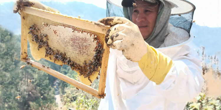 Impulsan a las y los productores de miel de Santa Catarina Palopó