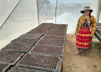 Productoras de occidente reciben mil doscientos pilones de tomate