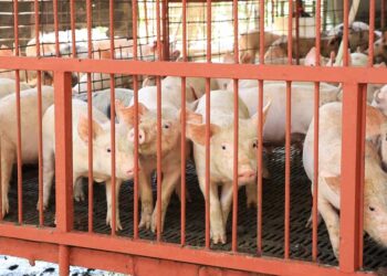 Llevan a cabo verificaciones y registro de unidades de transporte porcina