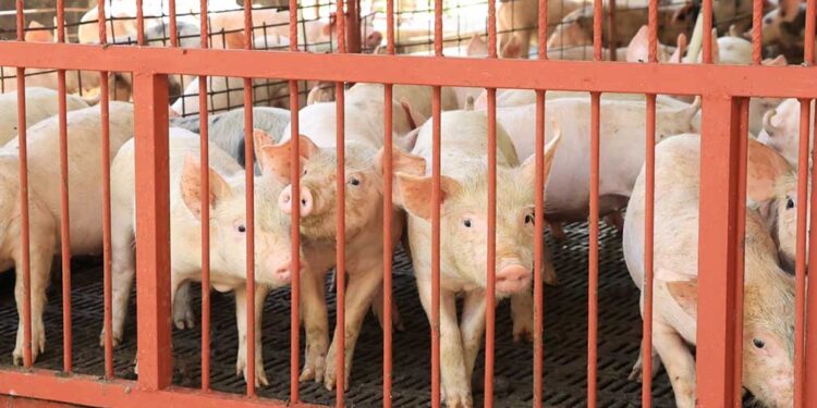 Llevan a cabo verificaciones y registro de unidades de transporte porcina