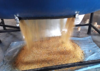 Acuicultura sostenible: elaboran en Petén harina de pez diablo que brinda múltiples beneficios