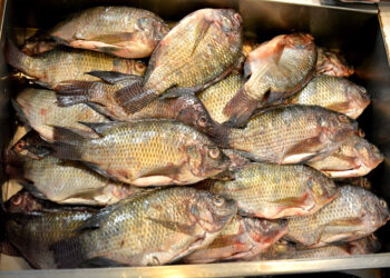 Alimentación adecuada de las tilapias es clave para una buena crianza