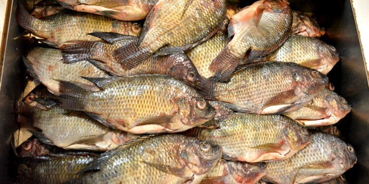 Alimentación adecuada de las tilapias es clave para una buena crianza