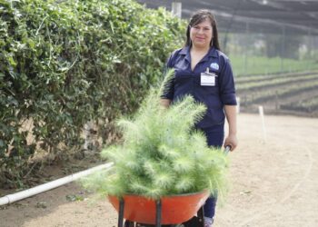 Arranca proyecto de producción de plantas forestales para recuperación de cuencas