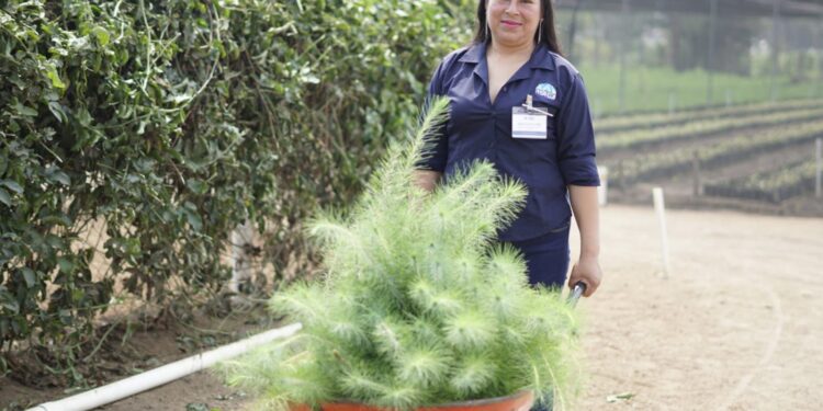 Arranca proyecto de producción de plantas forestales para recuperación de cuencas