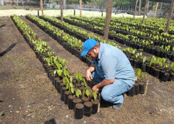Brindan apoyo técnico a productores de cacao en Petén