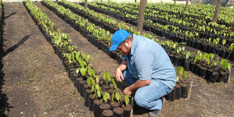 Brindan apoyo técnico a productores de cacao en Petén