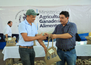 Caficultores reciben semillas resistentes a la roya