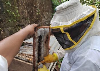 Capacitan apicultores de Sayaxché, Petén