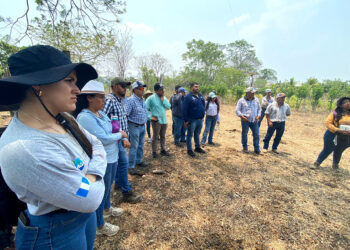 Conocen fincas de ganadería sostenible en Petén