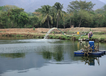 Conozca más sobre opciones de oxigenación para estanques de tilapias