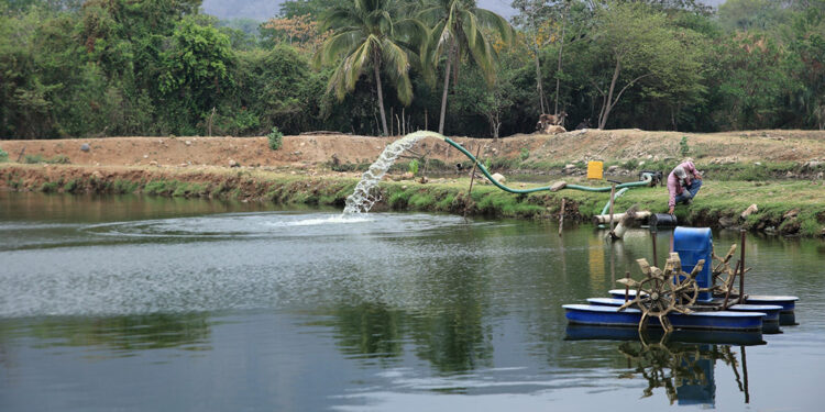 Conozca más sobre opciones de oxigenación para estanques de tilapias