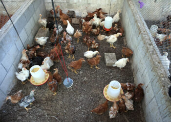 Crianza de aves de traspatio: esencial para la economía familiar en Petén