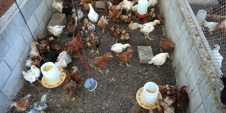 Crianza de aves de traspatio: esencial para la economía familiar en Petén