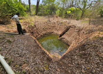 Cultivo de caracol de agua dulce una oportunidad de desarrollo económico para las comunidades
