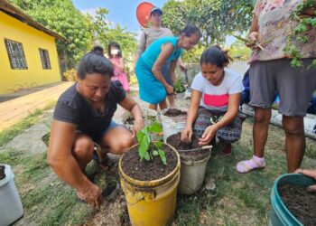Cultivos de plantas medicinales y aromáticas: opciones para la diversificación de siembras