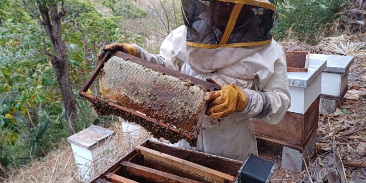 Conociendo el MAGA: Departamento de Apicultura