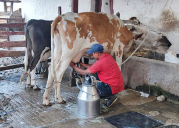Conociendo el MAGA: Dirección de Desarrollo Pecuario y el apoyo a los productores de leche