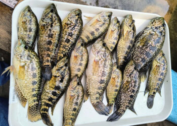 Efectúan monitoreo biológico en el lago de Amatitlán para garantizar la pesca sostenible