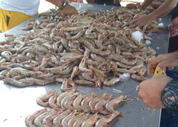 Efectúan muestreo biológico de camarón para garantizar la sostenibilidad y productividad