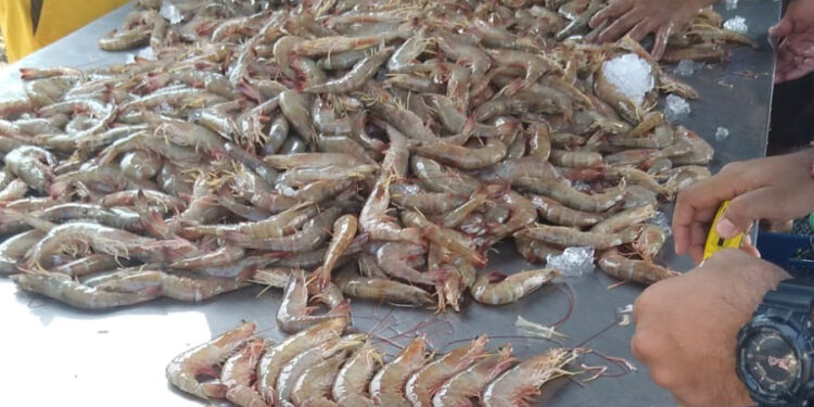 Efectúan muestreo biológico de camarón para garantizar la sostenibilidad y productividad