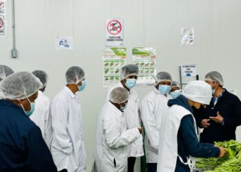 En Sololá se capacitan para exportar arveja