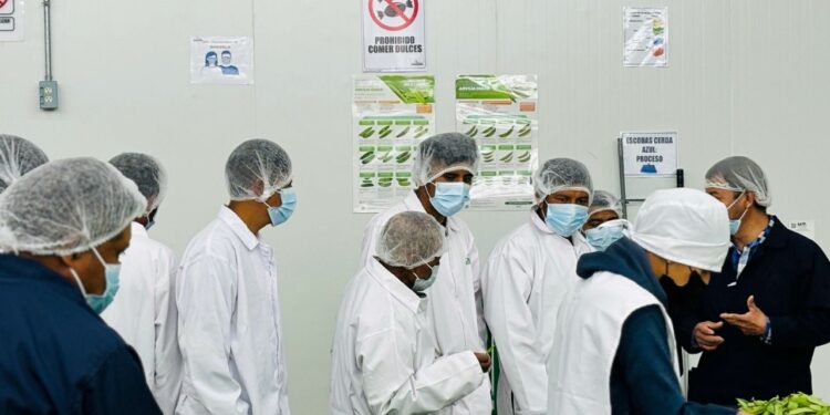 En Sololá se capacitan para exportar arveja